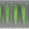 thym lineola pupa6 volg